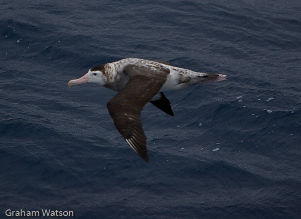 Wandering Albatross