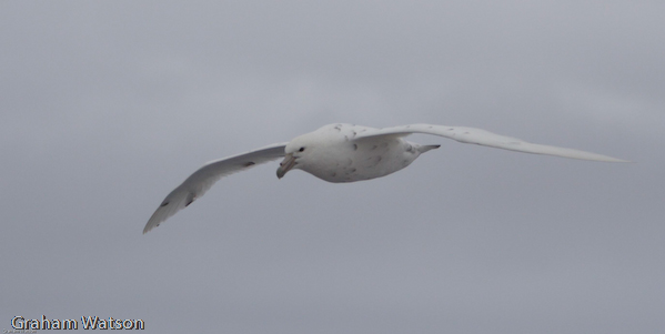 Giant Petrel