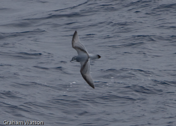 Antarctic Prion
