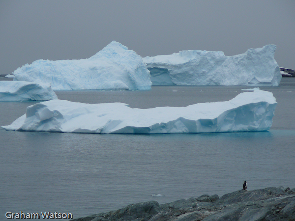 Lone Gentoo Sentinel
