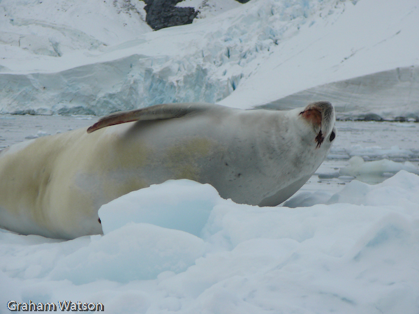 Crabeater Seal