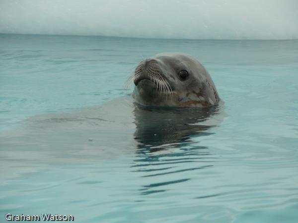 Weddel Seal