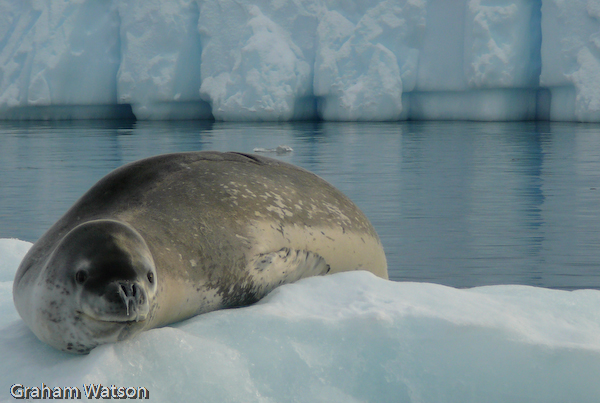 Leopard Seal