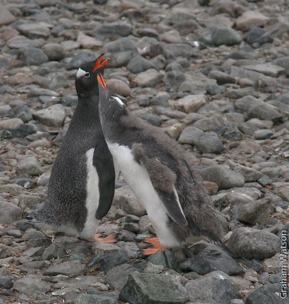 Gentoo Penguin
