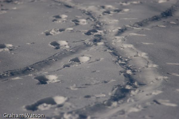 Adelie & Human tracks