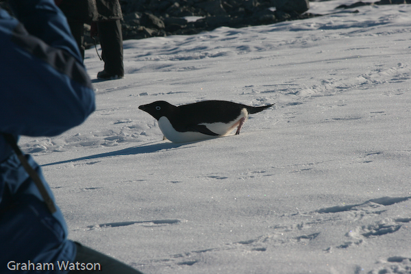 Adelie Penguins