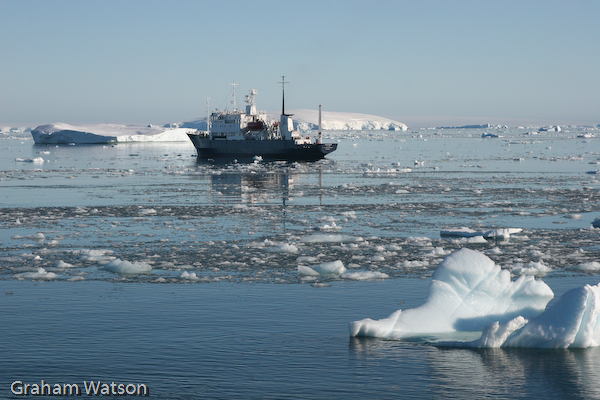Adelie Penguins entering water