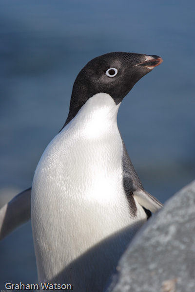 Adelie Penguins