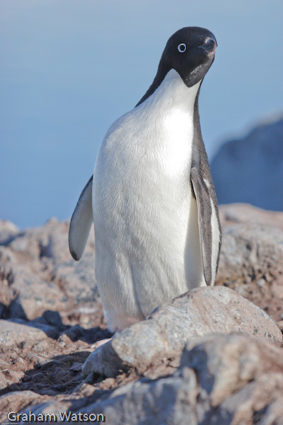 Adelie Penguins