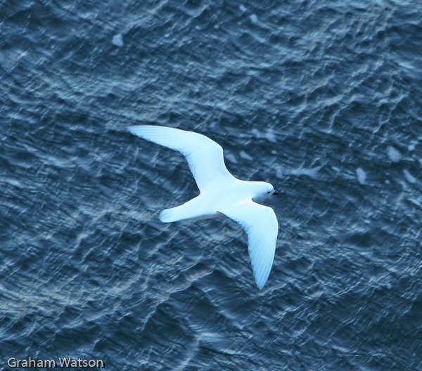 Snow Petrel