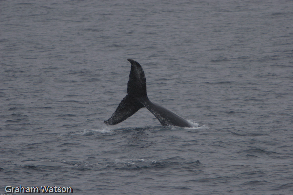 Humpback Whale Fluke