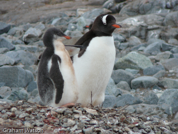 Gentoo Penguin