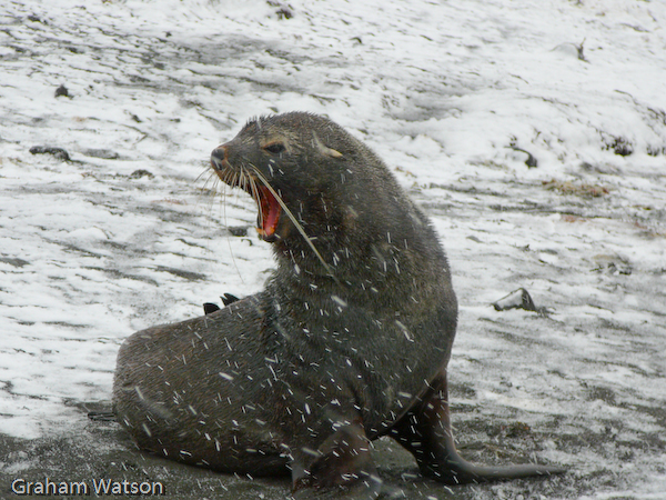 A proud Fur Seal