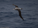 Wandering Albatross