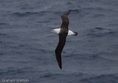 Black Browed Albatross