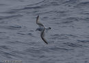 Antarctic Prion