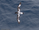Cape Petrel