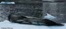 Leopard Seal