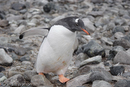 Gentoo Penguin