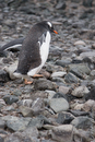 Gentoo Penguin