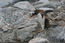 Gentoo Penguin
