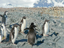 Adelie Penguins