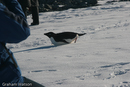 Adelie Penguins