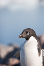 Adelie Penguins