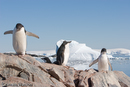 Adelie Penguins