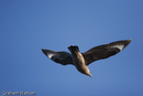 Skua