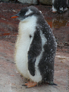 Gentoo Penguin