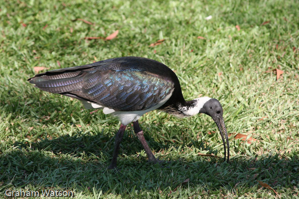 Straw-necked Ibis
