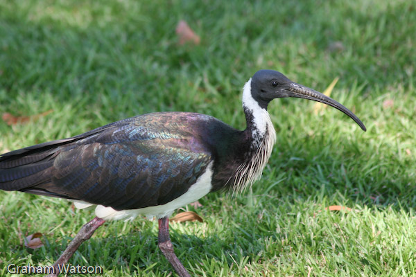 Straw-necked Ibis