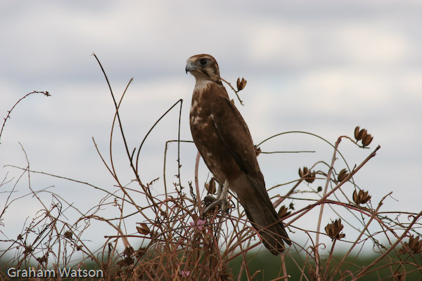 Brown Falcon (dark form)