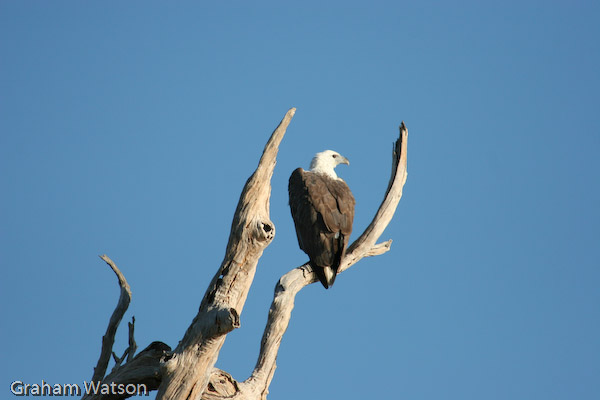 White-bellied Sea Eagle