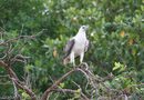 White-bellied Sea- Eagle