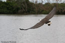 White-bellied Sea- Eagle