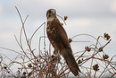 Brown Falcon (dark form)