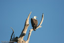 White-bellied Sea- Eagle