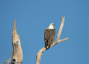 White-bellied Sea- Eagle