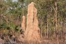 Cathederal Ant nests
