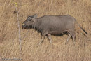 Water Buffalo